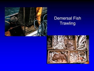 Demersal Fish
Trawling
 