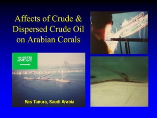 Affects of Crude &
Dispersed Crude Oil
on Arabian Corals
 