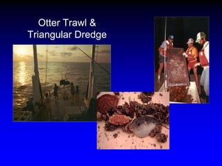 Otter Trawl &
Triangular Dredge
 