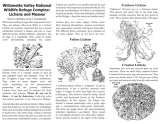 Willamette Valley National
Wildlife Refuge Complex:
Lichens and Mosses
Text by J. Bushakra, art by K. Anandakuttan
Whatisthatstuffgrowingontherocksandthetrees?
They are lichens (like-ens). What is a lichen?
Lichens are complex organisms that are a mutual
partnership between a fungus and one or more
light-harvesting (photosynthetic) organisms like
an alga or a bacterium. They occur in nearly
every environment, including the arctic! Foliose Lichens
A common foliose lichen is “lungwort” (Lobaria
pulmonaria). It has a leaf-like structure with
ridges. It ranges in color from light tan to green
to blue-grey. This lichen is found in shady, mixed
conifer and hardwood forests in the Northern
Hemisphere. In this species, the fungus has
formed a mutual partnership with a green alga
and a cyanobacterium (blue-green bacterium).
The close up image shows the spore-producing
structures (apotheca; a-po-theka). These round
to oval-shaped structures are often dark reddish-
brown and are found on the edges of the lichen.
Fruticose Lichens
“Oakmoss” (Evernia sp.) is a fruticose lichen.
This species and others like it can form long,
hanging, net-like structures that are grey-green in
color. These lichens form partnerships with algae.
Lichens are sensitive to air quality and can be used
to identify what impurities are present in the air.The
diversity and abundance of lichens is an indication
of good air quality. Notice the abundance of lichens
on the Refuge – does this make you breathe easier?
------
Lichens have five basic shapes: foliose (leaf-
like), fruticose (branching), crustose (crust-form-
ing), squamulose (scaled), and leprose (dust-like).
The different forms commonly grow together on
the same surface. They do not harm the trees.
Lichens are not plants, and so do not have leaves,
flowers, roots or a vascular system to take up
and transport water and nutrients. They are in
the Kingdom Fungi with other mushrooms.
They come in many shapes, sizes, and
colors depending on the photosynthetic
partnership and the growing conditions.
Lichens have been used by humans for food,
medicine and poisons. Please do not eat li-
chens - it can be dangerous. Collecting plant
and animal materials is not allowed in Refuges.
Animals like deer and elk eat lichens. Many insects
look like lichens or use the lichen for camouflage.
Birds such as bushtits and hummingbirds use lichen
to build nests. Like other fungi, lichens eventually
break down the surface they grow on and can colo-
nize almost any undisturbed surface, even plastic!
Crustose Lichens
Sometimes you will see colorful spots on rocks
and trees. These are most likely crustose lichens.
Crustoselichenscanbeanycolorandanysize.They
grow very slowly, about 1/16th
inch per year, as they
get water and nutrients only from the rocks and air.
 