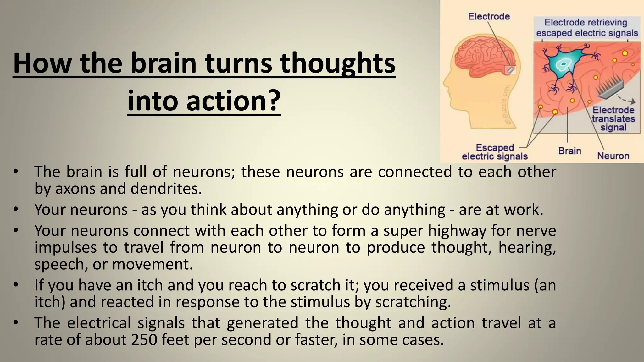 How the brain turns thoughts
into action?
• The brain is full of neurons; these neurons are connected to each other
by axons and dendrites.
• Your neurons - as you think about anything or do anything - are at work.
• Your neurons connect with each other to form a super highway for nerve
impulses to travel from neuron to neuron to produce thought, hearing,
speech, or movement.
• If you have an itch and you reach to scratch it; you received a stimulus (an
itch) and reacted in response to the stimulus by scratching.
• The electrical signals that generated the thought and action travel at a
rate of about 250 feet per second or faster, in some cases.
 