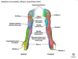 Peripheral Nerve Block Part 2 | PPTX