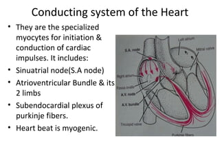 Conducting system of the Heart
• They are the specialized
myocytes for initiation &
conduction of cardiac
impulses. It includes:
• Sinuatrial node(S.A node)
• Atrioventricular Bundle & its
2 limbs
• Subendocardial plexus of
purkinje fibers.
• Heart beat is myogenic.
 