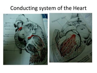 Conducting system of the Heart
 