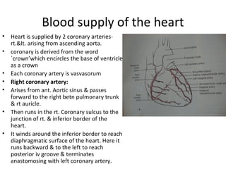 Blood supply of the heart
• Heart is supplied by 2 coronary arteries-
rt.&lt. arising from ascending aorta.
• coronary is derived from the word
`crown’which encircles the base of ventricle
as a crown
• Each coronary artery is vasvasorum
• Right coronary artery:
• Arises from ant. Aortic sinus & passes
forward to the right betn pulmonary trunk
& rt auricle.
• Then runs in the rt. Coronary sulcus to the
junction of rt. & inferior border of the
heart.
• It winds around the inferior border to reach
diaphragmatic surface of the heart. Here it
runs backward & to the left to reach
posterior iv groove & terminates
anastomosing with left coronary artery.
 