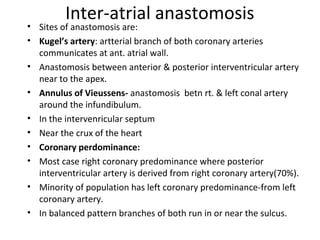 Inter-atrial anastomosis
• Sites of anastomosis are:
• Kugel’s artery: artterial branch of both coronary arteries
communicates at ant. atrial wall.
• Anastomosis between anterior & posterior interventricular artery
near to the apex.
• Annulus of Vieussens- anastomosis betn rt. & left conal artery
around the infundibulum.
• In the intervenricular septum
• Near the crux of the heart
• Coronary perdominance:
• Most case right coronary predominance where posterior
interventricular artery is derived from right coronary artery(70%).
• Minority of population has left coronary predominance-from left
coronary artery.
• In balanced pattern branches of both run in or near the sulcus.
 