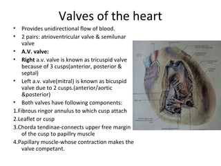 Valves of the heart
• Provides unidirectional flow of blood.
• 2 pairs: atrioventricular valve & semilunar
valve
• A.V. valve:
• Right a.v. valve is known as tricuspid valve
because of 3 cusps(anterior, posterior &
septal)
• Left a.v. valve(mitral) is known as bicuspid
valve due to 2 cusps.(anterior/aortic
&posterior)
• Both valves have following components:
1.Fibrous ringor annulus to which cusp attach
2.Leaflet or cusp
3.Chorda tendinae-connects upper free margin
of the cusp to papillry muscle
4.Papillary muscle-whose contraction makes the
valve competant.
 