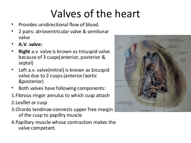 Heart anatomy