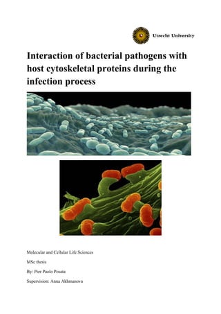 Interaction of bacterial pathogens with
host cytoskeletal proteins during the
infection process
Molecular and Cellular Life Sciences
MSc thesis
By: Pier Paolo Posata
Supervision: Anna Akhmanova
 