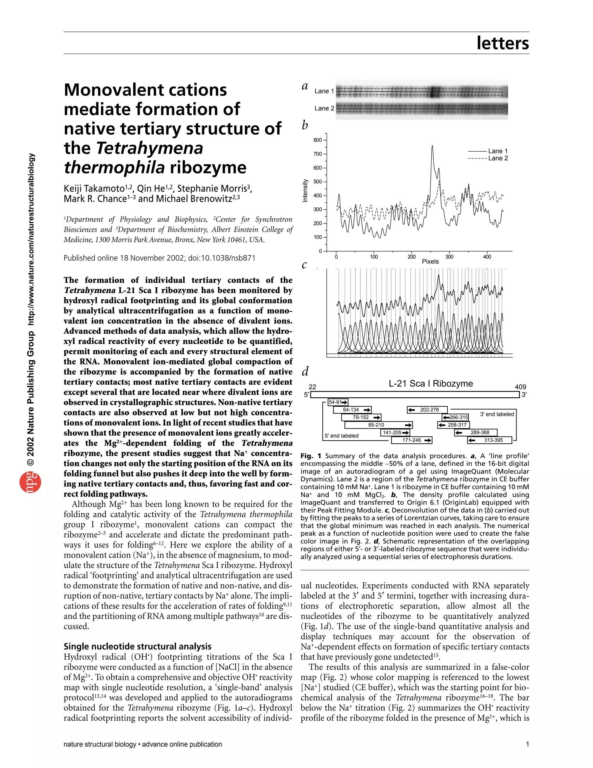 letters
nature structural biology • advance online publication 1
Monovalent cations
mediate formation of
native tertiary structure of
the Tetrahymena
thermophila ribozyme
Keiji Takamoto1,2, Qin He1,2, Stephanie Morris3,
Mark R. Chance1–3 and Michael Brenowitz2,3
1Department of Physiology and Biophysics, 2Center for Synchrotron
Biosciences and 3Department of Biochemistry, Albert Einstein College of
Medicine, 1300 Morris Park Avenue, Bronx, New York 10461, USA.
Published online 18 November 2002; doi:10.1038/nsb871
The formation of individual tertiary contacts of the
Tetrahymena L-21 Sca I ribozyme has been monitored by
hydroxyl radical footprinting and its global conformation
by analytical ultracentrifugation as a function of mono-
valent ion concentration in the absence of divalent ions.
Advanced methods of data analysis, which allow the hydro-
xyl radical reactivity of every nucleotide to be quantified,
permit monitoring of each and every structural element of
the RNA. Monovalent ion-mediated global compaction of
the ribozyme is accompanied by the formation of native
tertiary contacts; most native tertiary contacts are evident
except several that are located near where divalent ions are
observed in crystallographic structures. Non-native tertiary
contacts are also observed at low but not high concentra-
tions of monovalent ions. In light of recent studies that have
shown that the presence of monovalent ions greatly acceler-
ates the Mg2+-dependent folding of the Tetrahymena
ribozyme, the present studies suggest that Na+ concentra-
tion changes not only the starting position of the RNA on its
folding funnel but also pushes it deep into the well by form-
ing native tertiary contacts and, thus, favoring fast and cor-
rect folding pathways.
Although Mg2+ has been long known to be required for the
folding and catalytic activity of the Tetrahymena thermophila
group I ribozyme1, monovalent cations can compact the
ribozyme2–5 and accelerate and dictate the predominant path-
ways it uses for folding6–12. Here we explore the ability of a
monovalent cation (Na+), in the absence of magnesium, to mod-
ulate the structure of the Tetrahymena Sca I ribozyme. Hydroxyl
radical ‘footprinting’ and analytical ultracentrifugation are used
to demonstrate the formation of native and non-native, and dis-
ruption of non-native, tertiary contacts by Na+ alone. The impli-
cations of these results for the acceleration of rates of folding9,11
and the partitioning of RNA among multiple pathways10 are dis-
cussed.
Single nucleotide structural analysis
Hydroxyl radical (OH•) footprinting titrations of the Sca I
ribozyme were conducted as a function of [NaCl] in the absence
of Mg2+. To obtain a comprehensive and objective OH• reactivity
map with single nucleotide resolution, a ‘single-band’ analysis
protocol13,14 was developed and applied to the autoradiograms
obtained for the Tetrahymena ribozyme (Fig. 1a–c). Hydroxyl
radical footprinting reports the solvent accessibility of individ-
ual nucleotides. Experiments conducted with RNA separately
labeled at the 3′ and 5′ termini, together with increasing dura-
tions of electrophoretic separation, allow almost all the
nucleotides of the ribozyme to be quantitatively analyzed
(Fig. 1d). The use of the single-band quantitative analysis and
display techniques may account for the observation of
Na+-dependent effects on formation of specific tertiary contacts
that have previously gone undetected15.
The results of this analysis are summarized in a false-color
map (Fig. 2) whose color mapping is referenced to the lowest
[Na+] studied (CE buffer), which was the starting point for bio-
chemical analysis of the Tetrahymena ribozyme16–18. The bar
below the Na+ titration (Fig. 2) summarizes the OH• reactivity
profile of the ribozyme folded in the presence of Mg2+, which is
0 100 200 300 400
0
100
200
300
400
500
600
700
800
Lane 1
Lane 2
Pixels
Intensity
22 409
54-91
64-134
79-152
85-210
141-205
171-246 313-395
289-368
258-317
266-315
202-276
3'5'
L-21 Sca I Ribozyme
3' end labeled
5' end labeled
Lane 1
Lane 2
Fig. 1 Summary of the data analysis procedures. a, A ‘line profile’
encompassing the middle ∼50% of a lane, defined in the 16-bit digital
image of an autoradiogram of a gel using ImageQuant (Molecular
Dynamics). Lane 2 is a region of the Tetrahymena ribozyme in CE buffer
containing 10 mM Na+. Lane 1 is ribozyme in CE buffer containing 10 mM
Na+ and 10 mM MgCl2. b, The density profile calculated using
ImageQuant and transferred to Origin 6.1 (OriginLab) equipped with
their Peak Fitting Module. c, Deconvolution of the data in (b) carried out
by fitting the peaks to a series of Lorentzian curves, taking care to ensure
that the global minimum was reached in each analysis. The numerical
peak as a function of nucleotide position were used to create the false
color image in Fig. 2. d, Schematic representation of the overlapping
regions of either 5′- or 3′-labeled ribozyme sequence that were individu-
ally analyzed using a sequential series of electrophoresis durations.
a
b
c
d
©2002NaturePublishingGrouphttp://www.nature.com/naturestructuralbiology
 