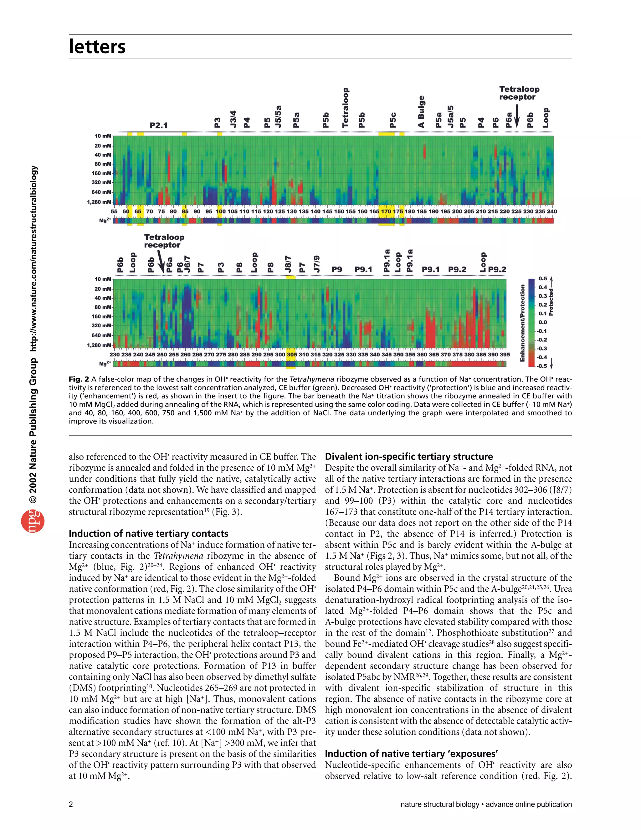 letters
2 nature structural biology • advance online publication
also referenced to the OH• reactivity measured in CE buffer. The
ribozyme is annealed and folded in the presence of 10 mM Mg2+
under conditions that fully yield the native, catalytically active
conformation (data not shown). We have classified and mapped
the OH• protections and enhancements on a secondary/tertiary
structural ribozyme representation19 (Fig. 3).
Induction of native tertiary contacts
Increasing concentrations of Na+ induce formation of native ter-
tiary contacts in the Tetrahymena ribozyme in the absence of
Mg2+ (blue, Fig. 2)20–24. Regions of enhanced OH• reactivity
induced by Na+ are identical to those evident in the Mg2+-folded
native conformation (red, Fig. 2). The close similarity of the OH•
protection patterns in 1.5 M NaCl and 10 mM MgCl2 suggests
that monovalent cations mediate formation of many elements of
native structure. Examples of tertiary contacts that are formed in
1.5 M NaCl include the nucleotides of the tetraloop–receptor
interaction within P4–P6, the peripheral helix contact P13, the
proposed P9–P5 interaction, the OH• protections around P3 and
native catalytic core protections. Formation of P13 in buffer
containing only NaCl has also been observed by dimethyl sulfate
(DMS) footprinting10. Nucleotides 265–269 are not protected in
10 mM Mg2+ but are at high [Na+]. Thus, monovalent cations
can also induce formation of non-native tertiary structure. DMS
modification studies have shown the formation of the alt-P3
alternative secondary structures at <100 mM Na+, with P3 pre-
sent at >100 mM Na+ (ref. 10). At [Na+] >300 mM, we infer that
P3 secondary structure is present on the basis of the similarities
of the OH• reactivity pattern surrounding P3 with that observed
at 10 mM Mg2+.
Divalent ion-specific tertiary structure
Despite the overall similarity of Na+- and Mg2+-folded RNA, not
all of the native tertiary interactions are formed in the presence
of 1.5 M Na+. Protection is absent for nucleotides 302–306 (J8/7)
and 99–100 (P3) within the catalytic core and nucleotides
167–173 that constitute one-half of the P14 tertiary interaction.
(Because our data does not report on the other side of the P14
contact in P2, the absence of P14 is inferred.) Protection is
absent within P5c and is barely evident within the A-bulge at
1.5 M Na+ (Figs 2, 3). Thus, Na+ mimics some, but not all, of the
structural roles played by Mg2+.
Bound Mg2+ ions are observed in the crystal structure of the
isolated P4–P6 domain within P5c and the A-bulge20,21,25,26. Urea
denaturation-hydroxyl radical footprinting analysis of the iso-
lated Mg2+-folded P4–P6 domain shows that the P5c and
A-bulge protections have elevated stability compared with those
in the rest of the domain12. Phosphothioate substitution27 and
bound Fe2+-mediated OH• cleavage studies28 also suggest specifi-
cally bound divalent cations in this region. Finally, a Mg2+-
dependent secondary structure change has been observed for
isolated P5abc by NMR26,29. Together, these results are consistent
with divalent ion-specific stabilization of structure in this
region. The absence of native contacts in the ribozyme core at
high monovalent ion concentrations in the absence of divalent
cation is consistent with the absence of detectable catalytic activ-
ity under these solution conditions (data not shown).
Induction of native tertiary ‘exposures’
Nucleotide-specific enhancements of OH• reactivity are also
observed relative to low-salt reference condition (red, Fig. 2).
Fig. 2 A false-color map of the changes in OH• reactivity for the Tetrahymena ribozyme observed as a function of Na+ concentration. The OH• reac-
tivity is referenced to the lowest salt concentration analyzed, CE buffer (green). Decreased OH• reactivity (‘protection’) is blue and increased reactiv-
ity (‘enhancement’) is red, as shown in the insert to the figure. The bar beneath the Na+ titration shows the ribozyme annealed in CE buffer with
10 mM MgCl2 added during annealing of the RNA, which is represented using the same color coding. Data were collected in CE buffer (∼10 mM Na+)
and 40, 80, 160, 400, 600, 750 and 1,500 mM Na+ by the addition of NaCl. The data underlying the graph were interpolated and smoothed to
improve its visualization.
©2002NaturePublishingGrouphttp://www.nature.com/naturestructuralbiology
 