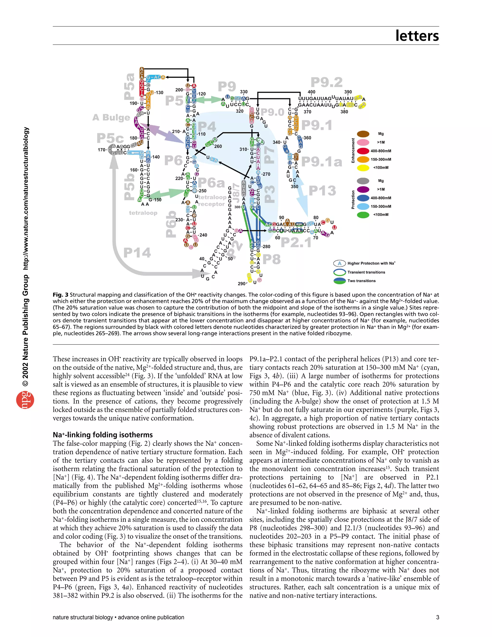letters
nature structural biology • advance online publication 3
These increases in OH• reactivity are typically observed in loops
on the outside of the native, Mg2+-folded structure and, thus, are
highly solvent accessible24 (Fig. 3). If the ‘unfolded’ RNA at low
salt is viewed as an ensemble of structures, it is plausible to view
these regions as fluctuating between ‘inside’ and ‘outside’ posi-
tions. In the presence of cations, they become progressively
locked outside as the ensemble of partially folded structures con-
verges towards the unique native conformation.
Na+-linking folding isotherms
The false-color mapping (Fig. 2) clearly shows the Na+ concen-
tration dependence of native tertiary structure formation. Each
of the tertiary contacts can also be represented by a folding
isotherm relating the fractional saturation of the protection to
[Na+] (Fig. 4). The Na+-dependent folding isotherms differ dra-
matically from the published Mg2+-folding isotherms whose
equilibrium constants are tightly clustered and moderately
(P4–P6) or highly (the catalytic core) concerted15,16. To capture
both the concentration dependence and concerted nature of the
Na+-folding isotherms in a single measure, the ion concentration
at which they achieve 20% saturation is used to classify the data
and color coding (Fig. 3) to visualize the onset of the transitions.
The behavior of the Na+-dependent folding isotherms
obtained by OH• footprinting shows changes that can be
grouped within four [Na+] ranges (Figs 2–4). (i) At 30–40 mM
Na+, protection to 20% saturation of a proposed contact
between P9 and P5 is evident as is the tetraloop–receptor within
P4–P6 (green, Figs 3, 4a). Enhanced reactivity of nucleotides
381–382 within P9.2 is also observed. (ii) The isotherms for the
P9.1a–P2.1 contact of the peripheral helices (P13) and core ter-
tiary contacts reach 20% saturation at 150–300 mM Na+ (cyan,
Figs 3, 4b). (iii) A large number of isotherms for protections
within P4–P6 and the catalytic core reach 20% saturation by
750 mM Na+ (blue, Fig. 3). (iv) Additional native protections
(including the A-bulge) show the onset of protection at 1.5 M
Na+ but do not fully saturate in our experiments (purple, Figs 3,
4c). In aggregate, a high proportion of native tertiary contacts
showing robust protections are observed in 1.5 M Na+ in the
absence of divalent cations.
Some Na+-linked folding isotherms display characteristics not
seen in Mg2+-induced folding. For example, OH• protection
appears at intermediate concentrations of Na+ only to vanish as
the monovalent ion concentration increases15. Such transient
protections pertaining to [Na+] are observed in P2.1
(nucleotides 61–62, 64–65 and 85–86; Figs 2, 4d). The latter two
protections are not observed in the presence of Mg2+ and, thus,
are presumed to be non-native.
Na+-linked folding isotherms are biphasic at several other
sites, including the spatially close protections at the J8/7 side of
P8 (nucleotides 298–300) and J2.1/3 (nucleotides 93–96) and
nucleotides 202–203 in a P5–P9 contact. The initial phase of
these biphasic transitions may represent non-native contacts
formed in the electrostatic collapse of these regions, followed by
rearrangement to the native conformation at higher concentra-
tions of Na+. Thus, titrating the ribozyme with Na+ does not
result in a monotonic march towards a ‘native-like’ ensemble of
structures. Rather, each salt concentration is a unique mix of
native and non-native tertiary interactions.
Fig. 3 Structural mapping and classification of the OH• reactivity changes. The color-coding of this figure is based upon the concentration of Na+ at
which either the protection or enhancement reaches 20% of the maximum change observed as a function of the Na+- against the Mg2+-folded value.
(The 20% saturation value was chosen to capture the contribution of both the midpoint and slope of the isotherms in a single value.) Sites repre-
sented by two colors indicate the presence of biphasic transitions in the isotherms (for example, nucleotides 93–96). Open rectangles with two col-
ors denote transient transitions that appear at the lower concentration and disappear at higher concentrations of Na+ (for example, nucleotides
65–67). The regions surrounded by black with colored letters denote nucleotides characterized by greater protection in Na+ than in Mg2+ (for exam-
ple, nucleotides 265–269). The arrows show several long-range interactions present in the native folded ribozyme.
©2002NaturePublishingGrouphttp://www.nature.com/naturestructuralbiology
 