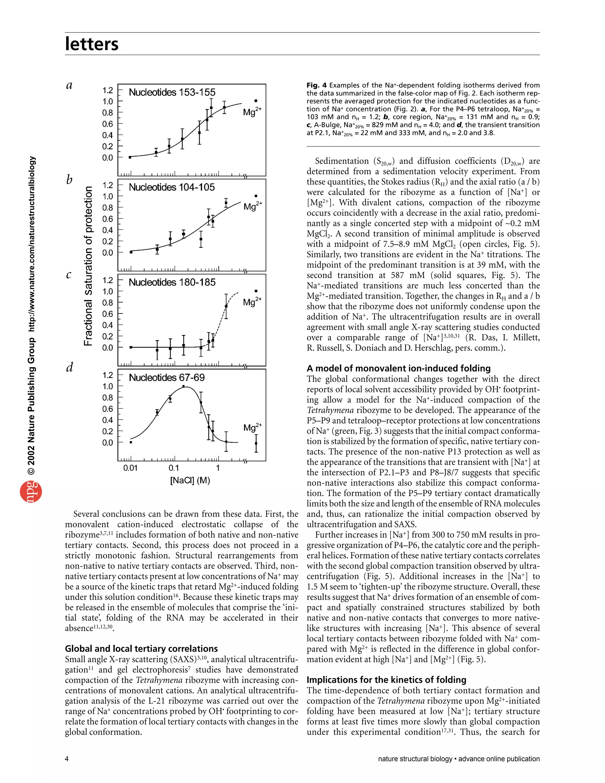 letters
4 nature structural biology • advance online publication
Several conclusions can be drawn from these data. First, the
monovalent cation-induced electrostatic collapse of the
ribozyme3,7,11 includes formation of both native and non-native
tertiary contacts. Second, this process does not proceed in a
strictly monotonic fashion. Structural rearrangements from
non-native to native tertiary contacts are observed. Third, non-
native tertiary contacts present at low concentrations of Na+ may
be a source of the kinetic traps that retard Mg2+-induced folding
under this solution condition16. Because these kinetic traps may
be released in the ensemble of molecules that comprise the ‘ini-
tial state’, folding of the RNA may be accelerated in their
absence11,12,30.
Global and local tertiary correlations
Small angle X-ray scattering (SAXS)3,10, analytical ultracentrifu-
gation11 and gel electrophoresis7 studies have demonstrated
compaction of the Tetrahymena ribozyme with increasing con-
centrations of monovalent cations. An analytical ultracentrifu-
gation analysis of the L-21 ribozyme was carried out over the
range of Na+ concentrations probed by OH• footprinting to cor-
relate the formation of local tertiary contacts with changes in the
global conformation.
Sedimentation (S20,w) and diffusion coefficients (D20,w) are
determined from a sedimentation velocity experiment. From
these quantities, the Stokes radius (RH) and the axial ratio (a / b)
were calculated for the ribozyme as a function of [Na+] or
[Mg2+]. With divalent cations, compaction of the ribozyme
occurs coincidently with a decrease in the axial ratio, predomi-
nantly as a single concerted step with a midpoint of ∼0.2 mM
MgCl2. A second transition of minimal amplitude is observed
with a midpoint of 7.5–8.9 mM MgCl2 (open circles, Fig. 5).
Similarly, two transitions are evident in the Na+ titrations. The
midpoint of the predominant transition is at 39 mM, with the
second transition at 587 mM (solid squares, Fig. 5). The
Na+-mediated transitions are much less concerted than the
Mg2+-mediated transition. Together, the changes in RH and a / b
show that the ribozyme does not uniformly condense upon the
addition of Na+. The ultracentrifugation results are in overall
agreement with small angle X-ray scattering studies conducted
over a comparable range of [Na+]3,10,31 (R. Das, I. Millett,
R. Russell, S. Doniach and D. Herschlag, pers. comm.).
A model of monovalent ion-induced folding
The global conformational changes together with the direct
reports of local solvent accessibility provided by OH• footprint-
ing allow a model for the Na+-induced compaction of the
Tetrahymena ribozyme to be developed. The appearance of the
P5–P9 and tetraloop–receptor protections at low concentrations
of Na+ (green, Fig. 3) suggests that the initial compact conforma-
tion is stabilized by the formation of specific, native tertiary con-
tacts. The presence of the non-native P13 protection as well as
the appearance of the transitions that are transient with [Na+] at
the intersection of P2.1–P3 and P8–J8/7 suggests that specific
non-native interactions also stabilize this compact conforma-
tion. The formation of the P5–P9 tertiary contact dramatically
limits both the size and length of the ensemble of RNA molecules
and, thus, can rationalize the initial compaction observed by
ultracentrifugation and SAXS.
Further increases in [Na+] from 300 to 750 mM results in pro-
gressive organization of P4–P6, the catalytic core and the periph-
eral helices. Formation of these native tertiary contacts correlates
with the second global compaction transition observed by ultra-
centrifugation (Fig. 5). Additional increases in the [Na+] to
1.5 M seem to ‘tighten-up’ the ribozyme structure. Overall, these
results suggest that Na+ drives formation of an ensemble of com-
pact and spatially constrained structures stabilized by both
native and non-native contacts that converges to more native-
like structures with increasing [Na+]. This absence of several
local tertiary contacts between ribozyme folded with Na+ com-
pared with Mg2+ is reflected in the difference in global confor-
mation evident at high [Na+] and [Mg2+] (Fig. 5).
Implications for the kinetics of folding
The time-dependence of both tertiary contact formation and
compaction of the Tetrahymena ribozyme upon Mg2+-initiated
folding have been measured at low [Na+]; tertiary structure
forms at least five times more slowly than global compaction
under this experimental condition17,31. Thus, the search for
Fig. 4 Examples of the Na+-dependent folding isotherms derived from
the data summarized in the false-color map of Fig. 2. Each isotherm rep-
resents the averaged protection for the indicated nucleotides as a func-
tion of Na+ concentration (Fig. 2). a, For the P4–P6 tetraloop, Na+
20% =
103 mM and nH = 1.2; b, core region, Na+
20% = 131 mM and nH = 0.9;
c, A-Bulge, Na+
20% = 829 mM and nH = 4.0; and d, the transient transition
at P2.1, Na+
20% = 22 mM and 333 mM, and nH = 2.0 and 3.8.
a
b
c
d
©2002NaturePublishingGrouphttp://www.nature.com/naturestructuralbiology
 