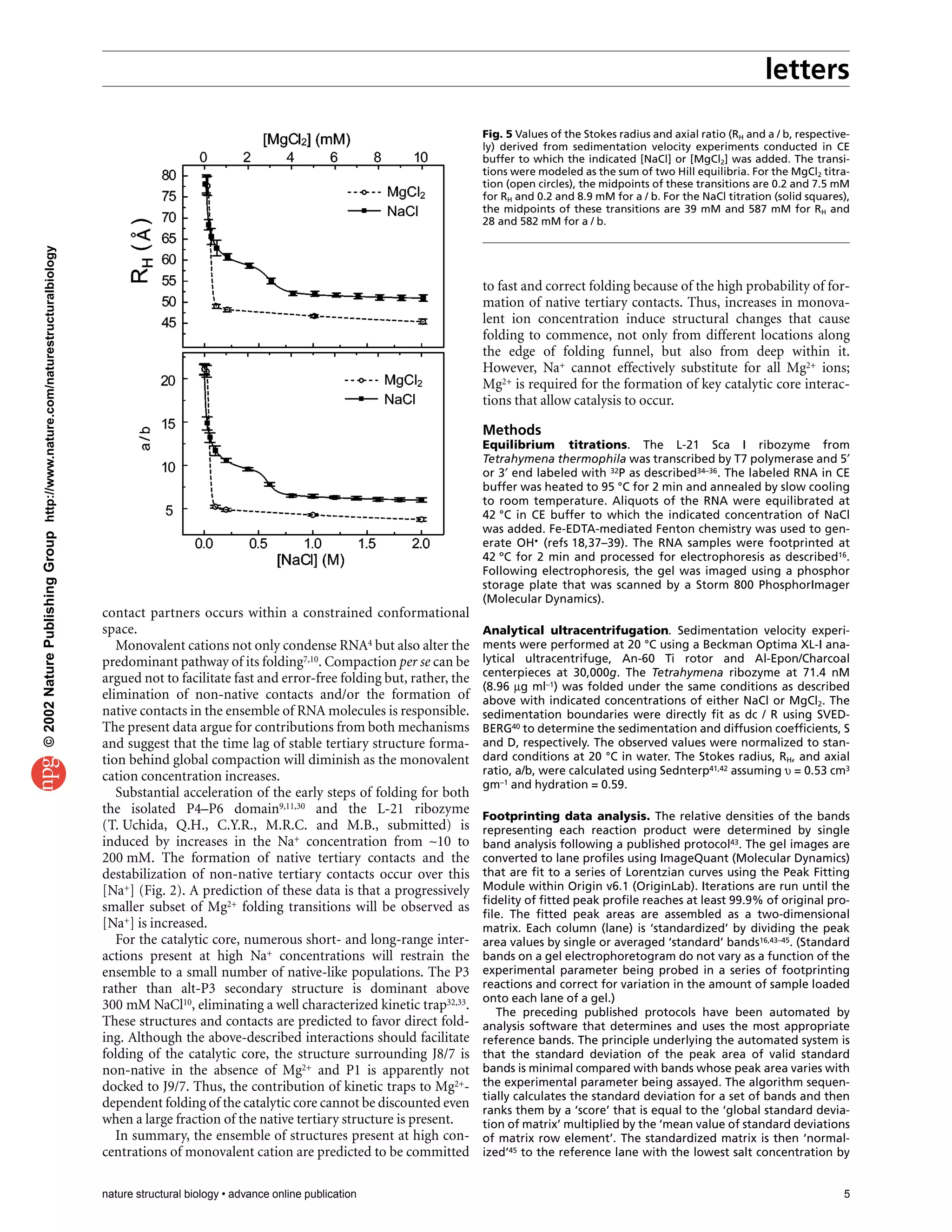 letters
nature structural biology • advance online publication 5
contact partners occurs within a constrained conformational
space.
Monovalent cations not only condense RNA4 but also alter the
predominant pathway of its folding7,10. Compaction per se can be
argued not to facilitate fast and error-free folding but, rather, the
elimination of non-native contacts and/or the formation of
native contacts in the ensemble of RNA molecules is responsible.
The present data argue for contributions from both mechanisms
and suggest that the time lag of stable tertiary structure forma-
tion behind global compaction will diminish as the monovalent
cation concentration increases.
Substantial acceleration of the early steps of folding for both
the isolated P4–P6 domain9,11,30 and the L-21 ribozyme
(T. Uchida, Q.H., C.Y.R., M.R.C. and M.B., submitted) is
induced by increases in the Na+ concentration from ∼10 to
200 mM. The formation of native tertiary contacts and the
destabilization of non-native tertiary contacts occur over this
[Na+] (Fig. 2). A prediction of these data is that a progressively
smaller subset of Mg2+ folding transitions will be observed as
[Na+] is increased.
For the catalytic core, numerous short- and long-range inter-
actions present at high Na+ concentrations will restrain the
ensemble to a small number of native-like populations. The P3
rather than alt-P3 secondary structure is dominant above
300 mM NaCl10, eliminating a well characterized kinetic trap32,33.
These structures and contacts are predicted to favor direct fold-
ing. Although the above-described interactions should facilitate
folding of the catalytic core, the structure surrounding J8/7 is
non-native in the absence of Mg2+ and P1 is apparently not
docked to J9/7. Thus, the contribution of kinetic traps to Mg2+-
dependent folding of the catalytic core cannot be discounted even
when a large fraction of the native tertiary structure is present.
In summary, the ensemble of structures present at high con-
centrations of monovalent cation are predicted to be committed
to fast and correct folding because of the high probability of for-
mation of native tertiary contacts. Thus, increases in monova-
lent ion concentration induce structural changes that cause
folding to commence, not only from different locations along
the edge of folding funnel, but also from deep within it.
However, Na+ cannot effectively substitute for all Mg2+ ions;
Mg2+ is required for the formation of key catalytic core interac-
tions that allow catalysis to occur.
Methods
Equilibrium titrations. The L-21 Sca I ribozyme from
Tetrahymena thermophila was transcribed by T7 polymerase and 5′
or 3′ end labeled with 32P as described34–36. The labeled RNA in CE
buffer was heated to 95 °C for 2 min and annealed by slow cooling
to room temperature. Aliquots of the RNA were equilibrated at
42 °C in CE buffer to which the indicated concentration of NaCl
was added. Fe-EDTA-mediated Fenton chemistry was used to gen-
erate OH• (refs 18,37–39). The RNA samples were footprinted at
42 ºC for 2 min and processed for electrophoresis as described16.
Following electrophoresis, the gel was imaged using a phosphor
storage plate that was scanned by a Storm 800 PhosphorImager
(Molecular Dynamics).
Analytical ultracentrifugation. Sedimentation velocity experi-
ments were performed at 20 °C using a Beckman Optima XL-I ana-
lytical ultracentrifuge, An-60 Ti rotor and Al-Epon/Charcoal
centerpieces at 30,000g. The Tetrahymena ribozyme at 71.4 nM
(8.96 µg ml–1) was folded under the same conditions as described
above with indicated concentrations of either NaCl or MgCl2. The
sedimentation boundaries were directly fit as dc / R using SVED-
BERG40 to determine the sedimentation and diffusion coefficients, S
and D, respectively. The observed values were normalized to stan-
dard conditions at 20 °C in water. The Stokes radius, RH, and axial
ratio, a/b, were calculated using Sednterp41,42 assuming υ = 0.53 cm3
gm–1 and hydration = 0.59.
Footprinting data analysis. The relative densities of the bands
representing each reaction product were determined by single
band analysis following a published protocol43. The gel images are
converted to lane profiles using ImageQuant (Molecular Dynamics)
that are fit to a series of Lorentzian curves using the Peak Fitting
Module within Origin v6.1 (OriginLab). Iterations are run until the
fidelity of fitted peak profile reaches at least 99.9% of original pro-
file. The fitted peak areas are assembled as a two-dimensional
matrix. Each column (lane) is ‘standardized’ by dividing the peak
area values by single or averaged ‘standard’ bands16,43–45. (Standard
bands on a gel electrophoretogram do not vary as a function of the
experimental parameter being probed in a series of footprinting
reactions and correct for variation in the amount of sample loaded
onto each lane of a gel.)
The preceding published protocols have been automated by
analysis software that determines and uses the most appropriate
reference bands. The principle underlying the automated system is
that the standard deviation of the peak area of valid standard
bands is minimal compared with bands whose peak area varies with
the experimental parameter being assayed. The algorithm sequen-
tially calculates the standard deviation for a set of bands and then
ranks them by a ‘score’ that is equal to the ‘global standard devia-
tion of matrix’ multiplied by the ‘mean value of standard deviations
of matrix row element’. The standardized matrix is then ‘normal-
ized’45 to the reference lane with the lowest salt concentration by
Fig. 5 Values of the Stokes radius and axial ratio (RH and a / b, respective-
ly) derived from sedimentation velocity experiments conducted in CE
buffer to which the indicated [NaCl] or [MgCl2] was added. The transi-
tions were modeled as the sum of two Hill equilibria. For the MgCl2 titra-
tion (open circles), the midpoints of these transitions are 0.2 and 7.5 mM
for RH and 0.2 and 8.9 mM for a / b. For the NaCl titration (solid squares),
the midpoints of these transitions are 39 mM and 587 mM for RH and
28 and 582 mM for a / b.
©2002NaturePublishingGrouphttp://www.nature.com/naturestructuralbiology
 