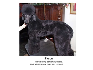 Pierce
Pierce is my personal poodle.
He’s a handsome man and knows it!
 