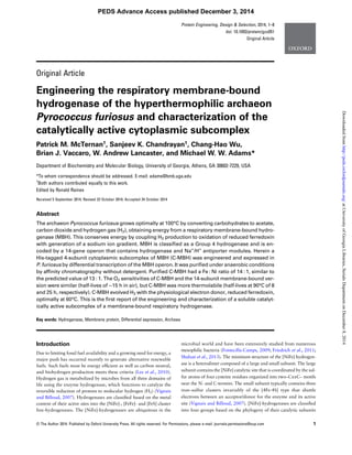 Original Article
Engineering the respiratory membrane-bound
hydrogenase of the hyperthermophilic archaeon
Pyrococcus furiosus and characterization of the
catalytically active cytoplasmic subcomplex
Patrick M. McTernan†, Sanjeev K. Chandrayan†, Chang-Hao Wu,
Brian J. Vaccaro, W. Andrew Lancaster, and Michael W. W. Adams*
Department of Biochemistry and Molecular Biology, University of Georgia, Athens, GA 30602-7229, USA
*To whom correspondence should be addressed. E-mail: adams@bmb.uga.edu
†
Both authors contributed equally to this work.
Edited by Ronald Raines
Received 5 September 2014; Revised 23 October 2014; Accepted 24 October 2014
Abstract
The archaeon Pyrococcus furiosus grows optimally at 100°C by converting carbohydrates to acetate,
carbon dioxide and hydrogen gas (H2), obtaining energy from a respiratory membrane-bound hydro-
genase (MBH). This conserves energy by coupling H2 production to oxidation of reduced ferredoxin
with generation of a sodium ion gradient. MBH is classiﬁed as a Group 4 hydrogenase and is en-
coded by a 14-gene operon that contains hydrogenase and Na+
/H+
antiporter modules. Herein a
His-tagged 4-subunit cytoplasmic subcomplex of MBH (C-MBH) was engineered and expressed in
P. furiosus by differential transcription of the MBH operon. It was puriﬁed under anaerobic conditions
by afﬁnity chromatography without detergent. Puriﬁed C-MBH had a Fe : Ni ratio of 14 : 1, similar to
the predicted value of 13 : 1. The O2 sensitivities of C-MBH and the 14-subunit membrane-bound ver-
sion were similar (half-lives of ∼15 h in air), but C-MBH was more thermolabile (half-lives at 90°C of 8
and 25 h, respectively). C-MBH evolved H2 with the physiological electron donor, reduced ferredoxin,
optimally at 60°C. This is the ﬁrst report of the engineering and characterization of a soluble catalyt-
ically active subcomplex of a membrane-bound respiratory hydrogenase.
Key words: Hydrogenase, Membrane protein, Differential expression, Archaea
Introduction
Due to limiting fossil fuel availability and a growing need for energy, a
major push has occurred recently to generate alternative renewable
fuels. Such fuels must be energy efﬁcient as well as carbon neutral,
and biohydrogen production meets these criteria (Lee et al., 2010).
Hydrogen gas is metabolized by microbes from all three domains of
life using the enzyme hydrogenase, which functions to catalyze the
reversible reduction of protons to molecular hydrogen (H2) (Vignais
and Billoud, 2007). Hydrogenases are classiﬁed based on the metal
content of their active sites into the [NiFe]-, [FeFe]- and [FeS] cluster
free-hydrogenases. The [NiFe]-hydrogenases are ubiquitous in the
microbial world and have been extensively studied from numerous
mesophilic bacteria (Fontecilla-Camps, 2009; Friedrich et al., 2011;
Shafaat et al., 2013). The minimum structure of the [NiFe] hydrogen-
ase is a heterodimer composed of a large and small subunit. The large
subunit contains the [NiFe] catalytic site that is coordinated by the sul-
fur atoms of four cysteine residues organized into two–CxxC– motifs
near the N- and C-termini. The small subunit typically contains three
iron–sulfur clusters invariably of the [4Fe-4S] type that shuttle
electrons between an acceptor/donor for the enzyme and its active
site (Vignais and Billoud, 2007). [NiFe]-hydrogenases are classiﬁed
into four groups based on the phylogeny of their catalytic subunits
Protein Engineering, Design & Selection, 2014, 1–8
doi: 10.1093/protein/gzu051
Original Article
© The Author 2014. Published by Oxford University Press. All rights reserved. For Permissions, please e-mail: journals.permissions@oup.com 1
PEDS Advance Access published December 3, 2014
atUniversityofGeorgiaLibraries,SerialsDepartmentonDecember8,2014http://peds.oxfordjournals.org/Downloadedfrom
 