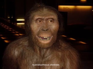 Australopithecus afarensis
 