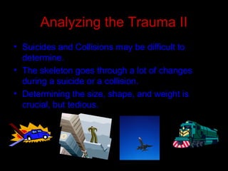 Analyzing the Trauma II
• Suicides and Collisions may be difficult to
determine.
• The skeleton goes through a lot of changes
during a suicide or a collision.
• Determining the size, shape, and weight is
crucial, but tedious.
 