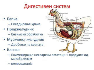 Дигестивен систем
• Бапка
– Складирање храна
• Преджелудник
– Ензимска обработка
• Мускулест желудник
– Дробење на храната
• Клоака
– Елиминирање несварени остатоци + продукти од
метаболизам
– репродукција
 