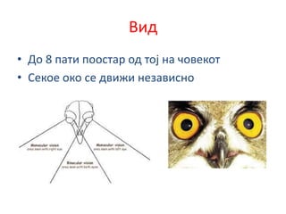 Вид
• До 8 пати поостар од тој на човекот
• Секое око се движи независно
 