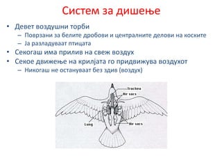 Систем за дишење
• Девет воздушни торби
– Поврзани за белите дробови и централните делови на коските
– Ја разладуваат птицата
• Секогаш има прилив на свеж воздух
• Секое движење на крилјата го придвижува воздухот
– Никогаш не остануваат без здив (воздух)
 