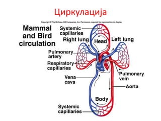 Циркулација
 