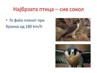 Најбрзата птица – сив сокол
• Го фаќа пленот при
брзина од 180 km/h
 