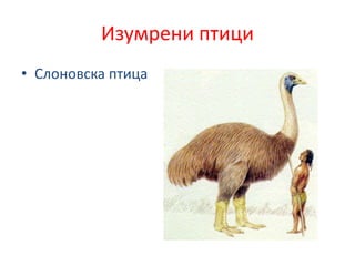 Изумрени птици
• Слоновска птица
 