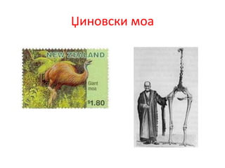 Џиновски моа
 