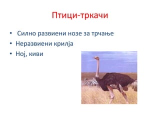 Птици-тркачи
• Силно развиени нозе за трчање
• Неразвиени крилја
• Ној, киви
 