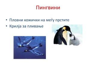 Пингвини
• Пловни кожички на меѓу прстите
• Крилја за пливање
 