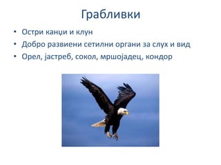Грабливки
• Остри канџи и клун
• Добро развиени сетилни органи за слух и вид
• Орел, јастреб, сокол, мршојадец, кондор
 