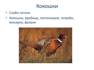 Кокошки
• Слаби летачи
• Кокошки, еребици, потполошки, тетреби,
мисирки, фазани
 
