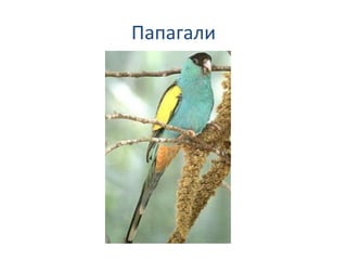 Папагали
 