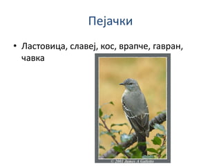 Пејачки
• Ластовица, славеј, кос, врапче, гавран,
чавка
 