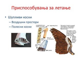 Приспособувања за летање
• Шупливи коски
– Воздушни простори
– Полесни коски
 