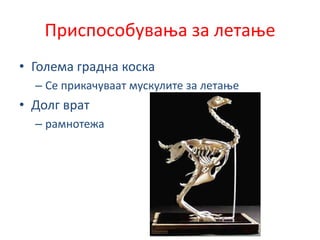 Приспособувања за летање
• Голема градна коска
– Се прикачуваат мускулите за летање
• Долг врат
– рамнотежа
 