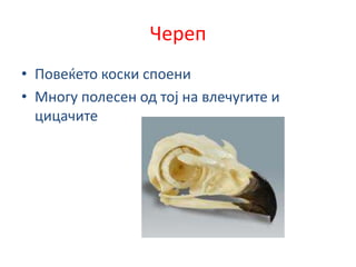 Череп
• Повеќето коски споени
• Многу полесен од тој на влечугите и
цицачите
 
