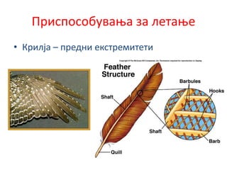 Приспособувања за летање
• Крилја – предни екстремитети
 
