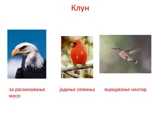 Клун
за раскинување јадење семиња вцицување нектар
месо
 