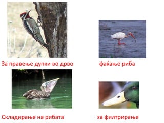 За правење дупки во дрво фаќање риба
Складирање на рибата за филтрирање
 