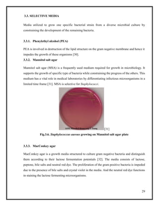 29
3.3. SELECTIVE MEDIA
Media utilized to grow one specific bacterial strain from a diverse microbial culture by
constraining the development of the remaining bacteria.
3.3.1. Phenylethyl alcohol (PEA)
PEA is involved in destruction of the lipid structure on the gram negative membrane and hence it
impedes the growth of these organisms [30].
3.3.2. Mannitol salt agar
Mannitol salt agar (MSA) is a frequently used medium required for growth in microbiology. It
supports the growth of specific type of bacteria while constraining the progress of the others. This
medium has a vital role in medical laboratories by differentiating infectious microorganisms in a
limited time frame [31]. MSA is selective for Staphylococci.
[31]
Fig.3.6. Staphylococcus aureus growing on Mannitol salt agar plate
3.3.3. MacConkey agar
MacConkey agar is a growth media structured to culture gram negative bacteria and distinguish
them according to their lactose fermentation potentials [32]. The media consists of lactose,
peptone, bile salts and neutral red dye. The proliferation of the gram positive bacteria is impeded
due to the presence of bile salts and crystal violet in the media. And the neutral red dye functions
in staining the lactose fermenting microorganisms.
 