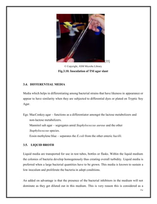 32
[35]
© Copyright, ASM Microbe Library
Fig.3.10. Inoculation of TSI agar slant
3.4. DIFFERENTIAL MEDIA
Media which helps in differentiating among bacterial strains that have likeness in appearance or
appear to have similarity when they are subjected to differential dyes or plated on Tryptic Soy
Agar.
Egs: MacConkey agar – functions as a differentiator amongst the lactose metabolizers and
non-lactose metabolizers.
Mannitol salt agar – segregates amid Staphylococcus aureus and the other
Staphylococcus species.
Eosin methylene blue – separates the E.coli from the other enteric bacilli.
3.5. LIQUID BROTH
Liquid media are transported for use in test tubes, bottles or flasks. Within the liquid medium
the colonies of bacteria develop homogenously thus creating overall turbidity. Liquid media is
preferred when a large bacterial quantities have to be grown. This media is known to sustain a
low inoculum and proliferate the bacteria in adept conditions.
An added on advantage is that the presence of the bacterial inhibitors in the medium will not
dominate as they get diluted out in this medium. This is very reason this is considered as a
 