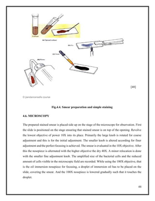 44
[48]
© jiandanransefa course
Fig.4.4. Smear preparation and simple staining
4.6. MICROSCOPY
The prepared stained smear is placed side up on the stage of the microscope for observation. First
the slide is positioned on the stage ensuring that stained smear is on top of the opening. Revolve
the lowest objective of power 10X into its place. Primarily the large knob is rotated for coarse
adjustment and this is for the initial adjustment. The smaller knob is altered according for finer
adjustment and the perfect focusing is achieved. The smear is evaluated in the 10X objective. After
this the nosepiece is alternated with the higher objective the dry 40X. A minor relocation is done
with the smaller fine adjustment knob. The amplified size of the bacterial cells and the reduced
amount of cells visible in the microscopic field are recorded. While using the 100X objective, that
is the oil immersion nosepiece for focusing, a droplet of immersion oil has to be placed on the
slide, covering the smear. And the 100X nosepiece is lowered gradually such that it touches the
droplet.
 
