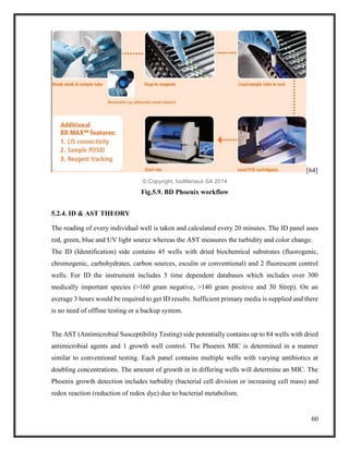 60
[64]
© Copyright, bioMerieux SA 2014
Fig.5.9. BD Phoenix workflow
5.2.4. ID & AST THEORY
The reading of every individual well is taken and calculated every 20 minutes. The ID panel uses
red, green, blue and UV light source whereas the AST measures the turbidity and color change.
The ID (Identification) side contains 45 wells with dried biochemical substrates (fluorogenic,
chromogenic, carbohydrates, carbon sources, esculin or conventional) and 2 fluorescent control
wells. For ID the instrument includes 5 time dependent databases which includes over 300
medically important species (>160 gram negative, >140 gram positive and 30 Strep). On an
average 3 hours would be required to get ID results. Sufficient primary media is supplied and there
is no need of offline testing or a backup system.
The AST (Antimicrobial Susceptibility Testing) side potentially contains up to 84 wells with dried
antimicrobial agents and 1 growth well control. The Phoenix MIC is determined in a manner
similar to conventional testing. Each panel contains multiple wells with varying antibiotics at
doubling concentrations. The amount of growth in in differing wells will determine an MIC. The
Phoenix growth detection includes turbidity (bacterial cell division or increasing cell mass) and
redox reaction (reduction of redox dye) due to bacterial metabolism.
 