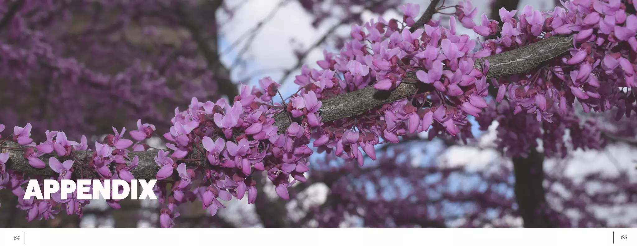 65	 64
APPENDIX
 