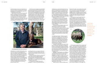 with blue-grey eyes that seek the horizon. He now
splits his working life between farming sheep and
training people to handle working dogs; around
500 people a year take his courses. He also breeds
kelpies – selectively. “Perhaps two litters a year.
I’ve got this thing about quality not quantity,” he
says. “My hobby is to find the perfect working dog. I
hope it never happens, otherwise I don’t know what
I’m going to do with the rest of my life.”
They might not be perfect yet, but the dogs
O’Connell breeds are exceptional as evidenced
by the top auction prices he has claimed over the
years. Sitting on the back of his ute, O’Connell
affectionately rubs Bart’s handsome head. Bart’s
brother Balgalla Coke topped the 2014 auction,
selling for $10,000.
Calm and relaxed in the lead up to the auction,
which has drawn a paying crowd of 3,000,
O’Connell has set Bart’s reserve at $5,100.
He says: “If he doesn’t make that I’m only too happy
to take him back with me. I just want him to go to
a good home. I’ve spoken to a lot of people about
him and I’ve told some of them they won’t suit him.”
So what kind of owner-handler would be suitable?
“Someone that understands traits, which is hard
to find.”
THE FARM DOG PROJECT TEAM has homed in
on 10 traits. O’Connell focuses on six: “The most
important one is heading instinct, which most
kelpies have. That’s the desire to get to the head
of the stock: if stock are trying to escape they do
whatever it takes to get to the head, turn it, and
bring it back to me. Then there’s calmness, so
they’re not what we call ‘fizzy’.
“Presence is another big trait I look for. It’s an
aura: stock just don’t like being near a kelpie with
presence. And that makes them a great work dog,
because you put a kelpie in a paddock and the stock
move away from it. If a kelpie’s got the calm trait
and it’s got great presence, well, it really doesn’t
have to do an awful lot. It will work all day without
wearing itself out.”
Backing, O’Connell explains, is the willingness
of a dog to jump up on the back of sheep and run
over them to control their movements, while
barking is, as you’d guess, the dog’s use of its voice
to control stock. “The more of these good traits
you’ve got in a dog the less you have to really train
them. For a dog with all the desirable traits there are
only two things you should have to teach it. One is
to cease work and the other is to get it to go left or
right: ‘brakes’ and ‘steering’.”
Different traits are required for different jobs –
from the close, tight work of moving stock through
narrow runs and on to trucks to the much greater
coverage required in a paddock. This is where
casting is needed. The handler can send the dog off
to round up sheep at a significant distance, knowing
it will go wide to get behind the animals without
spooking them while ensuring the mob doesn’t
break up.
The casting trait comes from the breed’s two
distinct forebears, says Nancy Withers, who
manages to look elegant in a bush hat and dusty
boots and exudes an air of easy authority. Her 40
years as a breeder have given her an encyclopaedic
knowledge. “The original kelpie family were mostly
what were called hill gathering or North County
collies from northern Scotland. They would work a
long, long way away from the shepherds. They were
independent and you could trust them to work with
sheep alone.”
“SHE JUST
WANTS TO
DO WHATEVER
IT IS YOU ARE
ASKING OF
HER AND SHE
WILL DO IT
TO THE N-TH
DEGREE.”
After three years of coming second, Daniel Ball
and nine and a half year old Denny finally triumph
in the 2015 pinball. The dog also gives her all in the
50-metre dash and the hill climb, events she won in
her younger years. The climb has the dog handlers
standing on the lip of a hill so high it affords views
of the entire district, and so steep they lose sight
of their animals as soon as they begin their gallop
to reach them. All they can do is call continuously
at the top of their lungs, hoping the dog is still
following the sound of their voice. This year Denny
doesn’t place, but that she made it to the top says
and their breeders are keen to learn what they can
from other industries. For instance DNA-assisted
breeding has been worth $20 million a year to the
Australian dairy industry alone.
Malcolm has seen the successes of science with
the prize-winning cattle he breeds as a hobby in
Victoria’s Yarra Ranges. He first acquired kelpies
to work with the cattle but then they too became
a breeding passion. One of his pups achieved a
record price at Casterton two years ago. “Part of the
excitement is finding a [genetic] match that creates
something quite extraordinary,” he says.
CASTERTON IS A CLASSIC AUSTRALIAN country
town with a main street wide enough to drive
three tractors abreast, shade offered by the shops’
bullnose verandas and nothing taller than the two-
storey historic pubs. The 1,800-strong population
grows to a festive 10,000 during the muster
weekend. Families and owners of pet kelpies flood
in for the Saturday fun day, with sprint, high-jump
and hill-climb competitions to test their dogs’
strength and stamina and crowd-pleaser novelty
events such as kelpie pinball, where ducks are
herded through a course.
03
Top dog Balgalla Bart with trainer Ian O’Connell.
everything about her as an exemplar of the breed:
“She’s got heart and stamina. She just wants to do
whatever it is you’re asking of her and she will do it
to the nth degree.”
Sunday, auction day, is when the event becomes
serious. There are three categories: pups three
months and under; ‘started dogs’, with some
training aged three to 12 months; and ‘fully trained’
dogs, usually over 12 months. Some breeders bring
seven dogs or more to sell.
O’Connell is here to sell Bart. Born to the
farming life, O’Connell is fit, lean and weathered,
04
Not having the casting trait doesn’t make a dog
inferior – it just means it won’t suit paddock work.
Bart is a good example, O’Connell says. “He’s a very
confident dog. He loves backing and barking. But
he hasn’t got the trait of casting, so he’s going to be
a dog for working in trucks or sheds or yards where
he can be in amongst them.” That’s fine with Angus
Kirton, a merino farmer who finally secures Bart
with a winning bid of $11,000. Kirton paid $6,000
for an O’Connell dog in 2009. Kelpies, he says, are
“worth more than 10 men” on his property. The
Farm Dog Project team estimates a working dog is
worth at least $40,000 to a farmer over its lifetime.
In Bart’s case, stud service fees are likely to
add to that return. But sharing a bloodline doesn’t
necessarily mean sharing traits. “In one litter
of six pups you might have two that work a bit
more towards the paddock, two that might work
54 — COVER STORY Issue 66 COVER STORY — 55COSMOS
 
