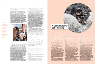 a bit more towards the yard and some perhaps in
between,” says Withers.
ONE OF THE FARM DOG PROJECT’S biggest
challenges was how to manage subjectivity when
assessing a dog’s traits. Take ‘eye’, for instance.
This is the way the dog holds a sheep’s gaze.
O’Connell explains: “If you’re out in the paddock
you definitely want a dog to have eye so it can fix its
gaze on an animal that’s tending to want to break
away. But not too much, otherwise it becomes
‘sticky’ – fixated on one animal. If I’m scoring eye,
‘one’ would probably be no eye whatsoever and
‘five’ would be very, very sticky – they’d just look at
a sheep or cow for hours if you let them.”
have all those wonderful traits but the handler’s
got no idea what they’re doing. If we’re going to
spend all this time and money discovering these
traits we’ve got to spend a lot more time teaching
handlers how to work dogs correctly.”
Joe Spicer has been breeding kelpies for more
than 20 years. He puts the breakdown of genes and
training at 50:50. He’s sceptical about the value of
genetic analysis because “there are so many traits
that negate each other. Eye, for example. The
more eye a dog displays, usually the less bark it has.
We’re trying to breed dogs with different types of
instincts, many that counteract each other.”
Ball, who has owned pound-rescue kelpies and
pure-bred dogs, puts his guesstimate at 60:40 “or
maybe even higher for genetics”. Malcolm agrees
that “genetics play the biggest part in animals
… I think the genetic mixing is probably 70% of
the key factor in dogs and the other 30% is the
environment.”
Withers, with her strong recall of many
generations of dogs, goes further: “I can remember
seeing certain work patterns. And if a pup, the
first or second or third time it sees sheep, shows
for a split second a trait that you know its ancestor
however many generations away had, then you
know it’s got it too. I say my dogs are 85% genetics,
15% training.”
And what of Claire Wade, the Farm Dog
Project’s expert geneticist? “I expect what we
see is about 20 to 30% ‘genes’ and the remainder
is what would be regarded by as a geneticist as
‘environment’.” But, she points out, this is as high
as many of the traits that sheep breeders select for.
“You can do a lot with 20 to 30%.” And for Wade,
finding these genes for behaviour and intelligence
won’t just help kelpie breeders. “It will help us
understand ourselves; for me that’s the most
interesting part.”
“I SEE
AMAZING
DOGS WHO
HAVE ALL
THOSE
WONDERFUL
TRAITS
BUT THE
HANDLER’S
GOT NO
IDEA.”
HAZEL FLYNN is a feature writer, editor, author
and former publisher. Her seventh book, Working
Dog Heroes co-written with Steve Austin, will be
published by ABC Books in March.
IMAGES
01 Melanie Faith Dove / Paul Macphail of Beloka 	
	Kelpies
02 Melanie Faith Dove / Paul Macphail of Beloka 	
	Kelpies
03 Australian Kelpie Muster 2015, Casterton
04 Australian Kelpie Muster 2015, Casterton
05 Australian Kelpie Muster 2015, Casterton
STARING DOWN A SHEEP, jumping on its
back: how are such behaviours written into
a dog’s DNA?
When it comes to a physical trait
such as dwarfism, it’s relatively easy to
find the responsible genes – in dogs or
humans. But behaviour? Geneticists have
tried to get a handle on behaviour genes
by searching the DNA of people with
personality disorders. Perhaps they are
barking up the wrong tree?
Dogs might be a better place to
look. Because as it turns out, dogs are a
geneticist’s best friend.
Canis lupus familiaris is a human
creation. The date and place that dogs
were first domesticated – Siberia, Europe,
southern China or Tibet – is hotly
contested. Evidence comes from dog-like
wolf fossils more than 30,000 years old,
found in caves in Belgium and Siberia,
or by calculating when the DNA code in
modern dogs diverged from a common
ancestor.
But it’s safe to say that going back
15,000-30,0000 years, Eurasian grey
wolves probably kicked off the process.
As human hunters outcompeted them for
prey, some tried their luck as scavengers.
The less fearful, less aggressive and cuter
ones were eventually welcomed by the
campfire. Tameness and cuteness seem
to go together – as a Russian study that
bred tame silver foxes over 30 generations
showed. (One theory, known as “neoteny”
is that tameness and cuteness are
holdovers from the juvenile wolf stage,
so that the modern dog is, in fact, a big
baby wolf.)
Whatever route evolution took,
the interlopers became useful as camp
guards and hunting companions. By the
time humans took up cattle herding and
farming around 10,000 years ago, their
first domesticated animal was by their
side, ready and willing to help.
That’s likely the family history of the
village dogs that still scavenge around
Asian and African hearths.
But about 200 years ago, a new chapter
in dog history began. Dog breeding
became a fad in Europe – especially
with the British. In 1873 Victorian dog
fanciers established the Kennel Club and
breeding became strictly controlled. Only
registered dogs with explicit traits were
bred, ensuring bloodline purity. What
followed was extraordinary: boxers and
greyhounds, spaniels and fox terriers,
collies and Jack Russells. They were bred
to herd, hunt, protect, fetch, fight – or just
to be cute.
Some 400 breeds exist today and their
diversity is unmatched by any mammalian
species. With only the bones to go on, a
palaeontologist might class a chihuahua
and a great dane as different species. Yet
the DNA of dogs does not change much.
Across their 2.4-billion-letter genome
– their complete DNA code – there is
one difference every 1,500 letters or so:
the same degree of difference you’d see
between any two unrelated people.
Geneticists are examining these minor
code changes to see if they account for the
conspicuous traits of different dog breeds.
They’ve had great success. In 2007,
just two years after the dog genome’s
publication, geneticists fished out the
05
Teagan Eagle winning the
high jump at Casterton.
O’Connell’s scoring system is based on a lifetime
of working with kelpies. But it’s also subjective
– which can be a problem for geneticists such as
Wade. Her goal is to map a trait to a precise stretch
of DNA. But if the trait is imprecise to begin with,
it could send her on a wild goose chase. “One of the
things we’ve looked at is whether when one person
says ‘eye’ they mean the same thing as someone else
who says ‘eye’,” Wade says. “While people think
they’re talking about the same thing they’re not
always, and we needed to be really careful of that.
We describe the things we’re asking for so that
people respond on a level playing field.”
So do breeders think science will help them
breed better kelpies? It’s potentially very
promising, says O’Connell, “but it’s only half the
story; in fact not even half. I see amazing dogs who
A GENETICIST’S
BEST FRIEND
CREDIT: AUSTRALIAN KELPIE MUSTER 2015 CASTERTON
COVER STORY — 57COSMOS56 — COVER STORY Issue 66
 