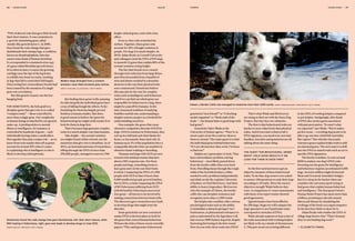 height-related genes, each with a tiny
effect.
Even so, they only scratched the
surface. Together, these genes only
account for 20% of height variation in
people. For dogs it is much simpler. In
2010, Adam Boyko at Cornell University
and colleagues used the DNA of 915 dogs
to unearth 12 genes that explain 80% of the
normal variation of dog height.
The fact that breeds were created
through strict selection from large litters
and often descended from a handful of
sires and dames resulted in a dramatic
shortcut in the way their physical traits
were constructed. Geneticists believe
this may also be the case for complex
traits such as intelligence and behaviour.
And if we can find out which genes are
responsible for behaviour in a dog, there
might be a payoff for humans. In the
time-honoured tradition of studying
fruitflies and lab rats, understanding a
simpler system can give us a foothold for
understanding ourselves.
One example: the genes that cause
obsessive-compulsive disorder (OCD) in
dogs. OCD is common in Dobermans, they
curl up in a ball and suck their flanks for
hours, or incessantly chase their tail. In
humans up to 3% of the population have a
comparable disorder that can manifest in
obsessive hand-washing or hoarding.
Humans and dogs with OCD are now
treated with antidepressants that have
about a 50% response rate. For these
people and dogs, something seems to
have gone awry in the way their brain
is wired. Comparing the DNA of 1,500
people with OCD to that of more than
5,000 unaffected people proved fruitless.
But in 2014, a study comparing the DNA
of 90 Dobermans suffering from OCD
with 60 healthy Dobermans uncovered
four genes –all known to be involved in
making connections between brain cells.
The discovery gave researchers new leads
to develop drugs that might treat the
disorder.
Some geneticists are now convinced
canine DNA is the best place to look for
the genes that control human behaviour.
Witness the titles of these recent scientific
papers: “The canid genome: behavioural
geneticists’ best friend?” or “A fetching
model organism” or “Both ends of the
leash — the human links to good dogs with
bad genes”.
Geneticist Claire Wade at the
University of Sydney agrees. “They’re so
much a part of our lives and we observe
them so closely.” Her main quest is to find
the individual genes behind behaviour.
“It’s not obvious how they work. I’m keen
to find out.”
Kelpies are a great place to look. They
have extraordinary problem-solving
behaviours – most likely passed down
from the border collies they were bred
from. Patrolling sheep through the rough
wilds of the Scottish borders, collies
needed to solve problems independently
and think on the fly, explains University
of Sydney vet Paul McGreevy. And their
ability to learn is legendary: McGreevey
cites the example of Chaser, the border
collie who can decipher sentences and
recognises more than a 1,000 words.
But kelpies also combine other curious
psychological traits such as the ability
to intimidate a sheep by giving it ‘eye’,
fearlessness, or phenomenal resistance to
pain as epitomised by the legendary Coil
that won an 1898 Sydney dog trial, despite
fracturing his foreleg in the first round.
How do you write those traits into DNA?
That’s what Wade and McGreevey
are trying to find out with the Farm Dog
Project. But they face two obstacles.
The first is that behavioural traits are
harder to score objectively than physical
traits. And if you want to find a trait’s
DNA signature, you need to be sure that
handlers, breeders and geneticists are all
talking about the same thing.
So the first task has been to get an
objective measure of these behavioural
traits. To do that, dog owners were asked
to answer 100 questions to rank their dogs
according to 10 traits. Were the owners
objective enough? Wade believes they
were. A comparison of owner assessments
with those of an expert trainer showed
good agreement.
Questionnaires have been filled in
for 200 dogs. Stage two will compare the
dogs’ genomes to see if particular traits
correspond to stretches of DNA.
Wade already suspects at least some of
the traits associated with working kelpies
are likely to lie on a chunk of chromosome
3. This part stood out as being different
But finding these genes is like panning
for alluvial gold; the individual genes have
a way of falling though the sifters. So far
fossicking for them has largely proved
fruitless in human studies. But there
is good reason to believe the quest for
behavioural genes might yield results if we
look for them in dogs first.
That’s because dogs generate complex
traits in a much simpler way than humans.
Take height – the normal variation
you might found within a breed, not the
mutations that give rise to dwarfism. As of
2014, an international team of researchers,
sifting through the DNA of more than
250,000 people, managed to uncover 700
bit of altered code that gave little breeds
their short stature. It was a mutation in
a growth-stimulating gene called
insulin-like growth factor 1. In 2009,
they found the code change that gave
dachshunds their stumpy legs, a condition
known as chondrodysplasia, that also
causes some kinds of human dwarfism.
It corresponded to a mutated extra copy
of a gene called fibroblast growth factor.
In its altered state, it causes the growing
cartilage near the tips of the leg bones
to solidify into bone too early, resulting
in legs that fail to reach their full length.
Discovering how extraordinary breeds had
been created by the mutation of a single
gene was a revelation.
But this genetic bounty was the low-
hanging fruit.
FOR GENETICISTS, the holy grail is to
decipher genes that give rise to so-called
“complex traits” – those controlled by
more than a single gene. Our complexity
as human beings is matched by our genetic
make-up. A predisposition to mental
illness or intelligence, for instance, is
controlled by hundreds of genes – each
individually having rather a small effect.
But together they play a major role – as we
know from twin studies that tell us genes
account for at least 50% when it comes
to explaining who is intelligent or who is
likely to develop schizophrenia.
in the DNA of working kelpies compared
to pet kelpies. Intriguingly, this chunk
of DNA also carries genes associated
with pain perception. “It wasn’t what
we expected,” says Wade. “But it makes
perfect sense – a working dog needs to be
able to go out into a field full of prickles
like rapiers.” But whether these pain
tolerance genes explain kelpie traits is still
an educated guess. The next step is to drill
into the DNA to match traits such as eye to
specific DNA signatures.
The barrier is dollars. It costs around
$200 to analyse one dog’s DNA code.
Ferreting out the genes for intelligence
and behaviour requires an estimated 5,000
dogs. An extra million might be beyond
Meat and Livestock Australia’s budget.
But it’s a drop in the bucket when one
considers the vast sums spent trying to
find genes that explain human behaviour
and intelligence. The European Union’s
Human Brain Project has spent more than
a billion, promising to decode mental
illness and disease by simulating the
workings of the brain on a supercomputer.
So far they have little to show for it.
Adam Boyko who studies the DNA of
village dogs knows why: “That’s because
they’re not funding dog work.”
— ELIZABETH FINKEL
THE QUEST FOR BEHAVIOURAL GENES
MIGHT YIELD GOOD RESULTS IF WE
LOOK FOR THEM IN DOGS FIRST.
Geneticists found the code change that gave Dachshunds, left, their short stature, while
DNA testing in Dobermans, right, gave new leads to develop drugs to treat OCD.
CREDITS: BELIVE / ANETAPICS / GETTY IMAGES
Modern dogs diverged from a common
ancestor, most likely Eurasian grey wolves.
CREDIT: CUVELAND / ULLSTEIN BILD / GETTY IMAGES
Chaser, a Border Collie, has managed to memorise more than 1,000 words. CREDIT: SEBASTIEN MICKE / PARIS MATCH / GETTY IMAGES
58 — COVER STORY Issue 66 COVER STORY — 59COSMOS
 