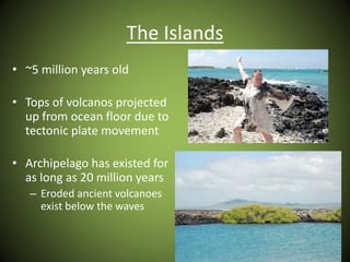The Islands
• ~5 million years old
• Tops of volcanos projected
up from ocean floor due to
tectonic plate movement
• Archipelago has existed for
as long as 20 million years
– Eroded ancient volcanoes
exist below the waves
 